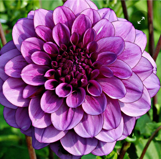 Blue Bell Dahlia Tuber