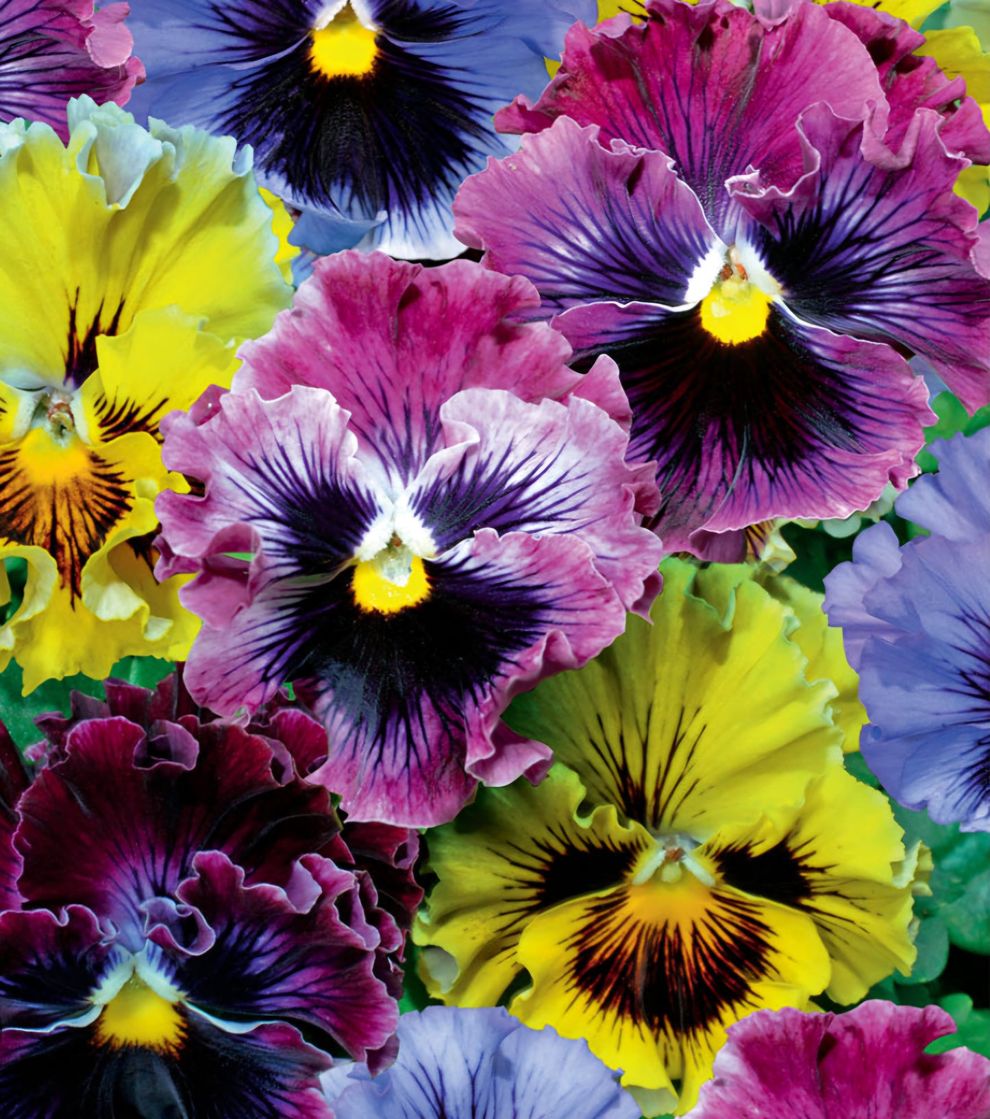 Pansy Ruffle Frizzle Sizzle Mix