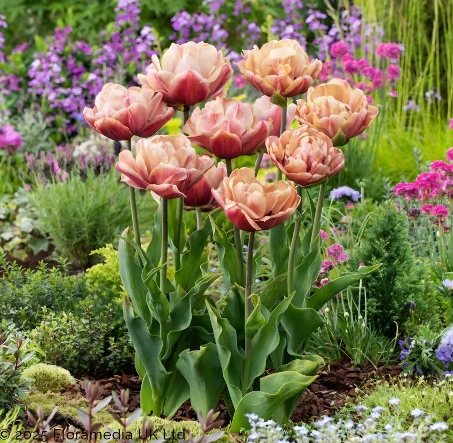 La Belle Epoque Double Late Tulip Bulbs