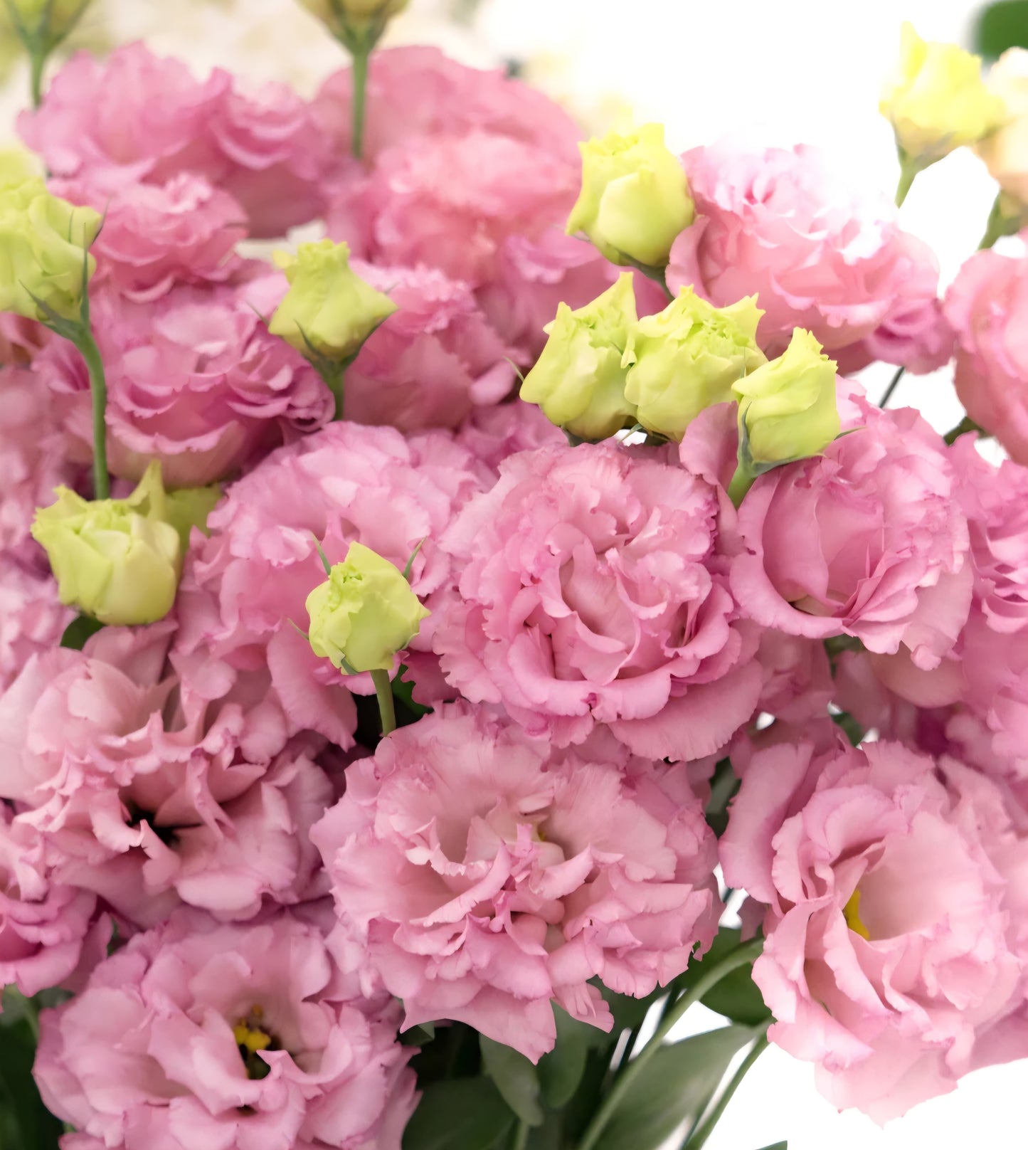 Lisianthus Corelli III Rose Plugs