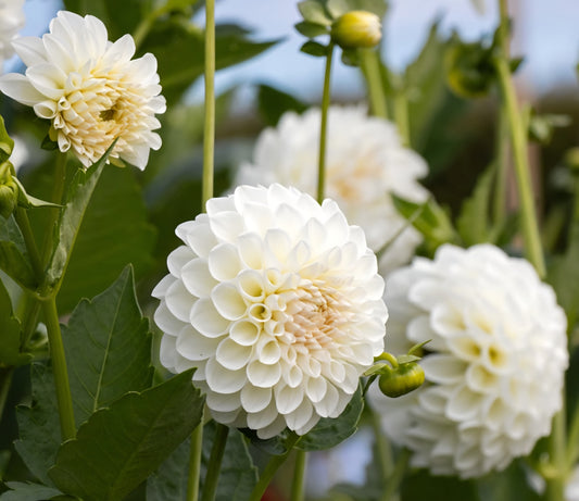 Boom Boom White Dahlia Tuber