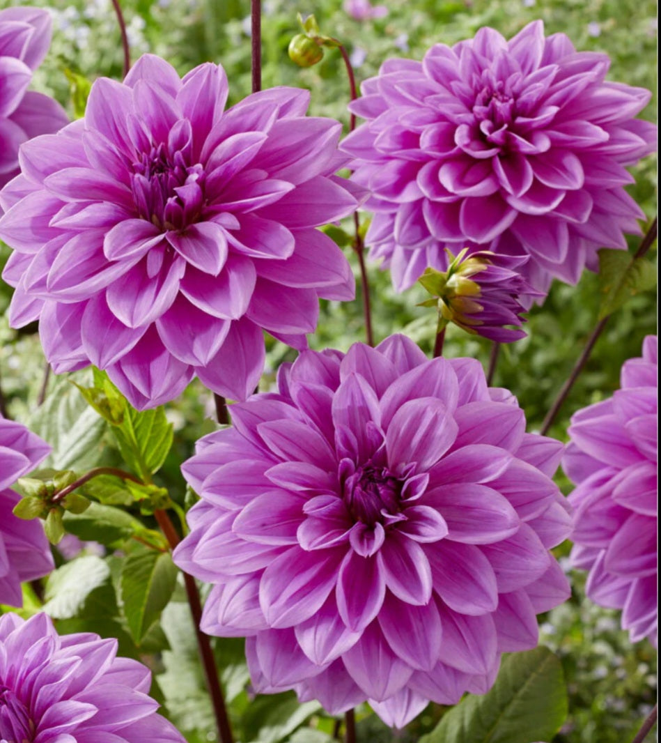 Lilac Time Dahlia Tuber