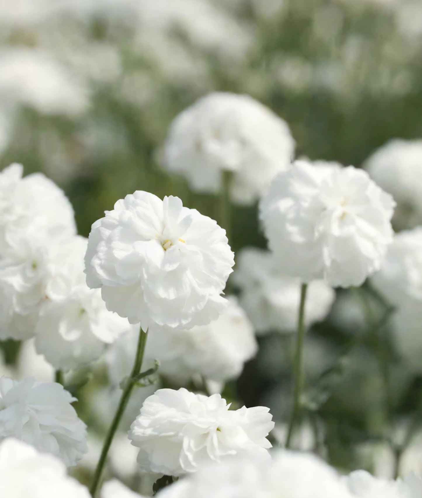 Achilles Marshmallow Yarrow Plugs