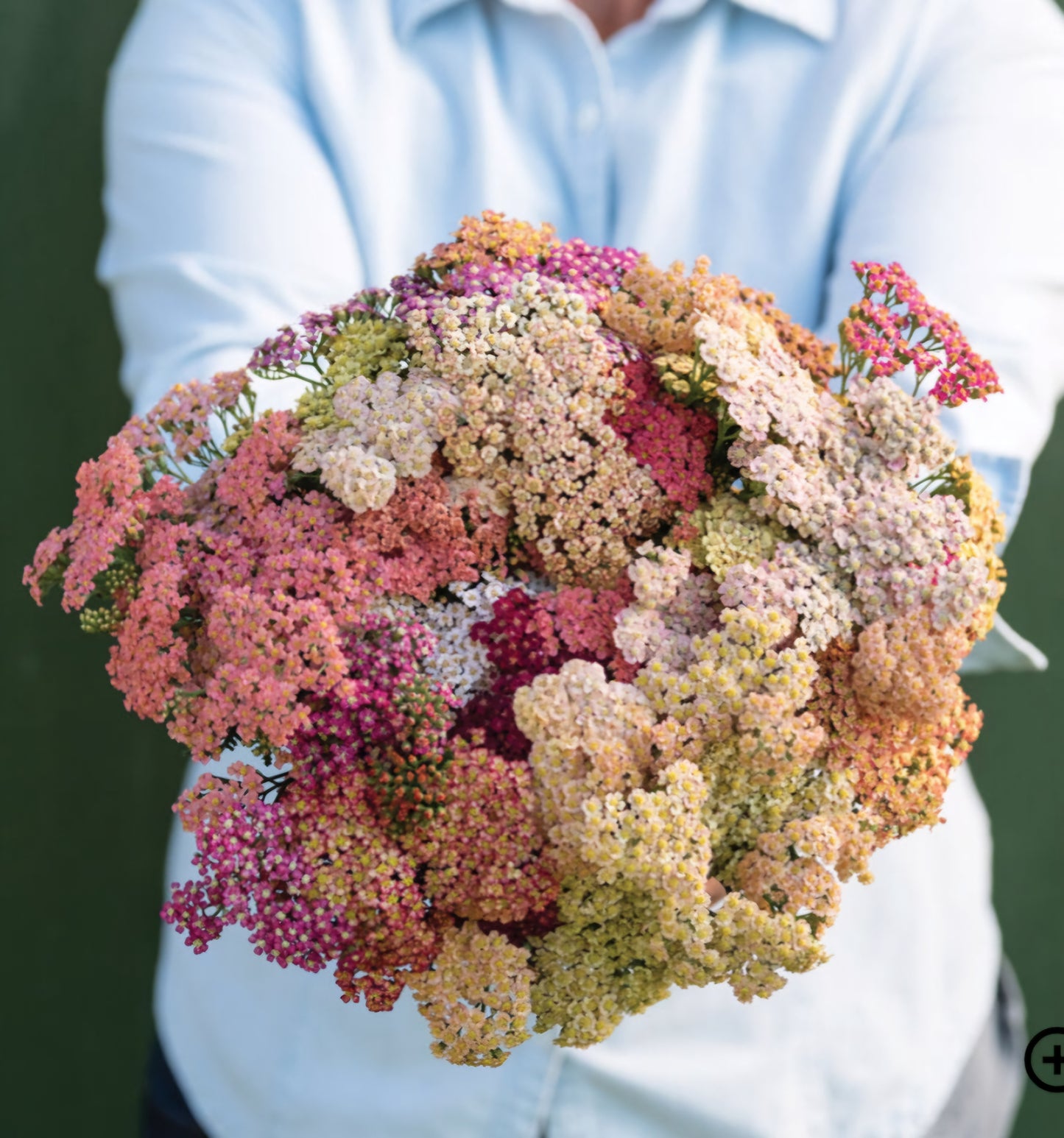 Yarrow Summer Pastels Plant Plugs