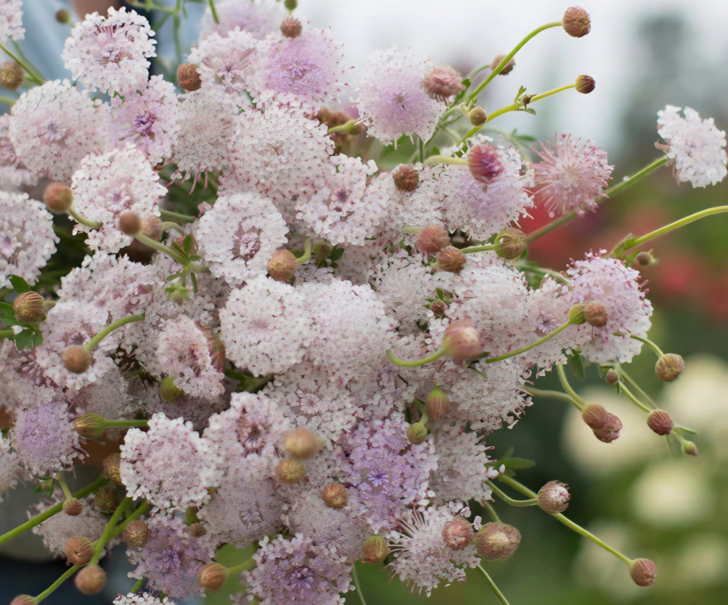Lacy Pink Didiscus Plugs