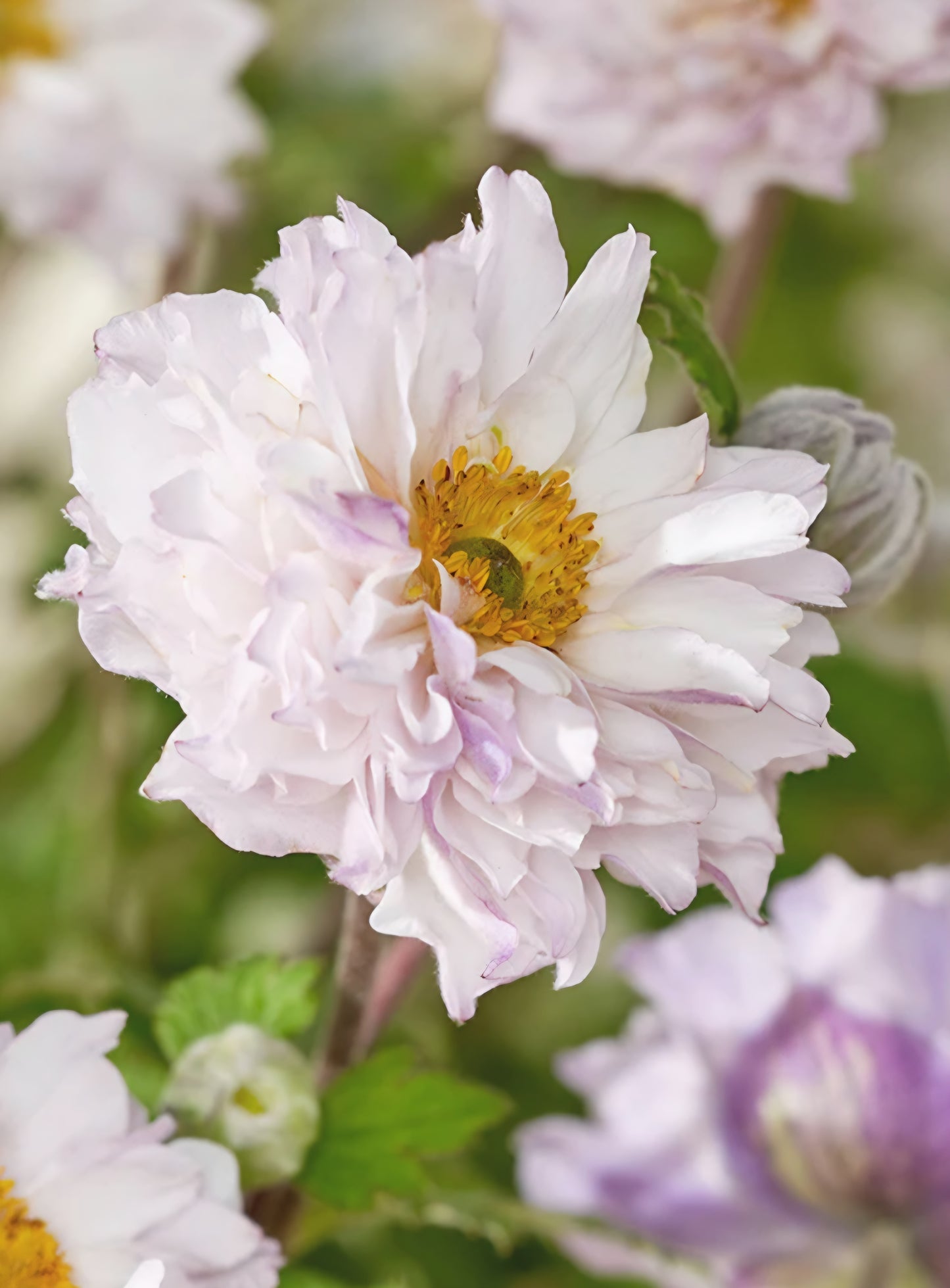 Japanese Anemone Frilly Knickers Plugs (2)