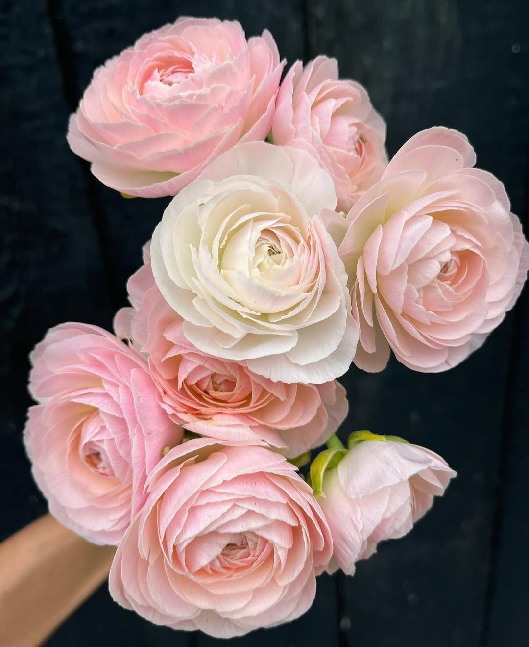 Maritime Romance Ranunculus Corms