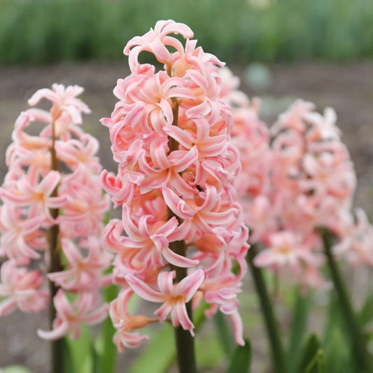 Hyacinth Gypsy Queen Bulbs