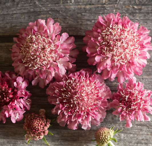 Scabiosa Salmon Rose Plugs