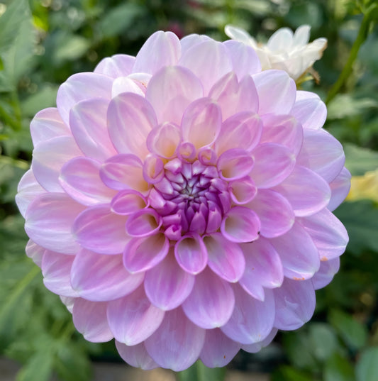 Janick's Symphony Dahlia Cutting