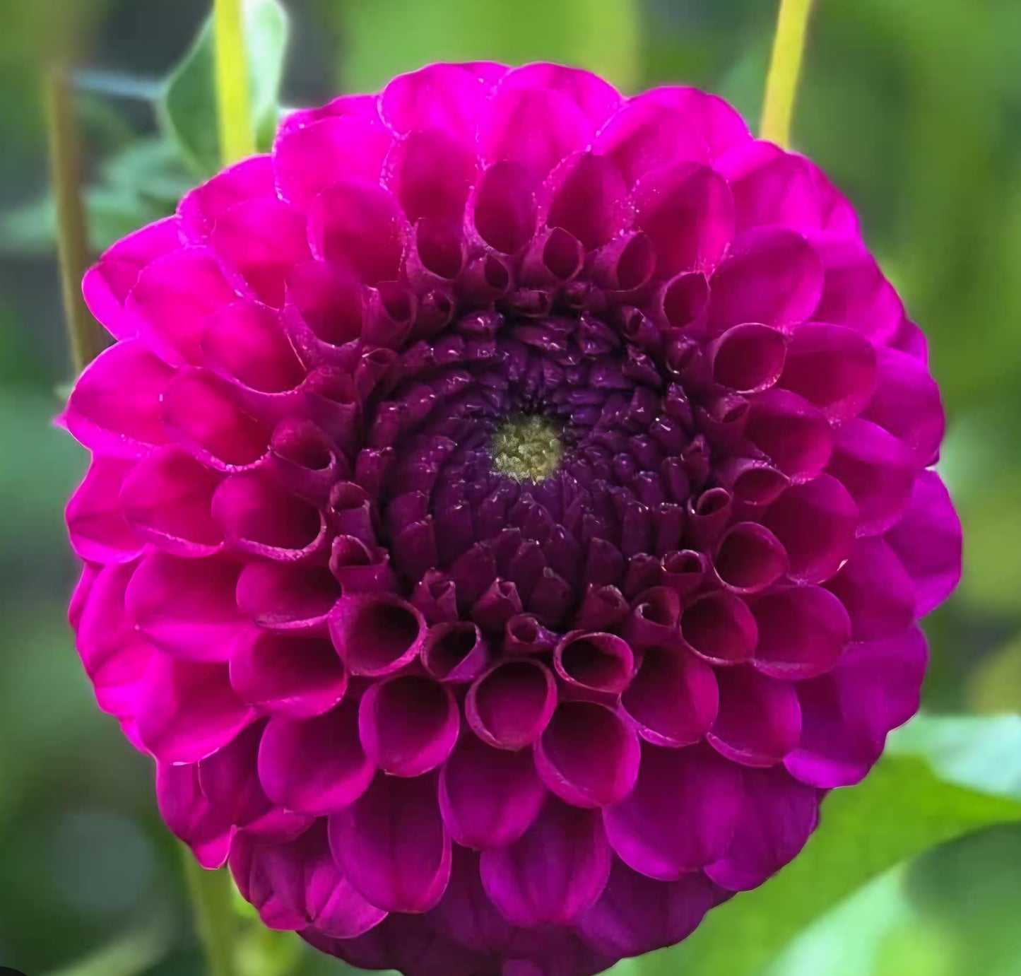 Cryfield Harmony Dahlia Cutting