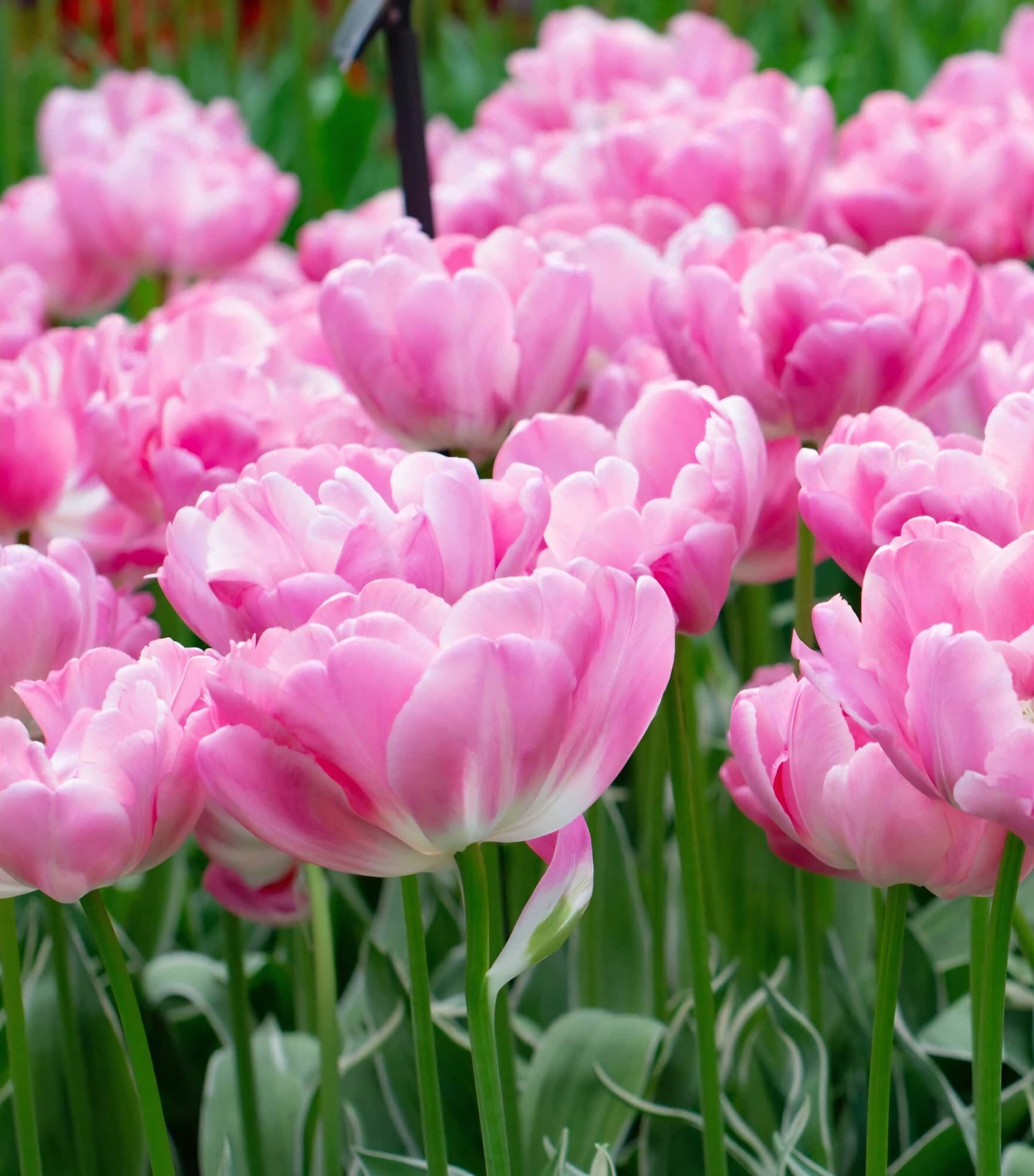 Beth Hart Double Late Tulip Bulbs