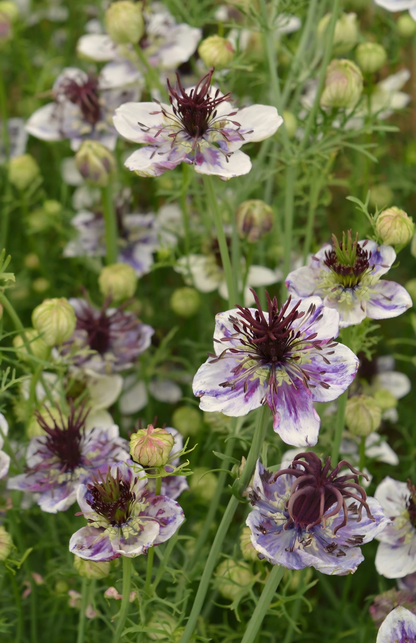 Nigella Delft Blue Plugs