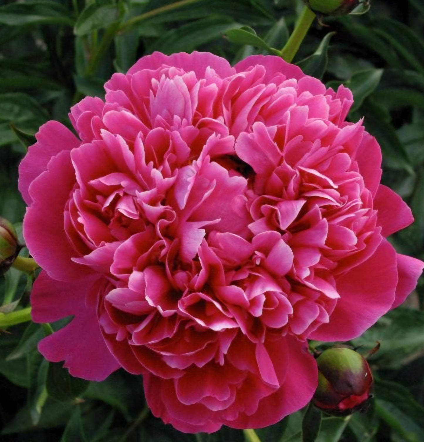 Peony Kansas Paeonia Lactiforia Root