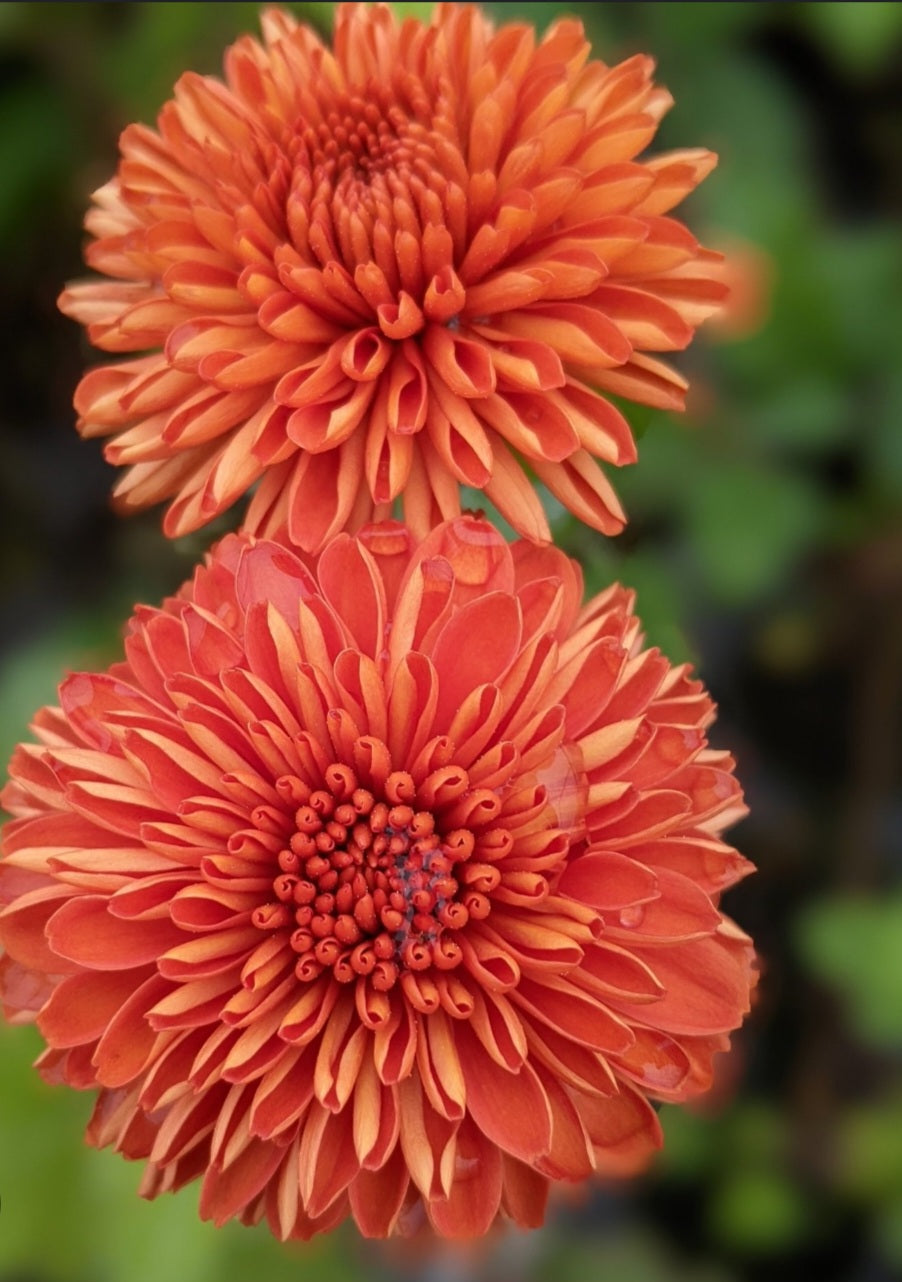 Kelvin mandarin Chrysanthemum Plugs