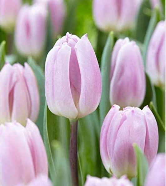 Sweet Flag Tulip Bulbs (20)