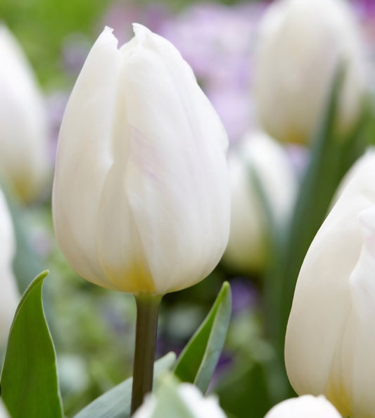 White Flag Tulip Bulbs (20)