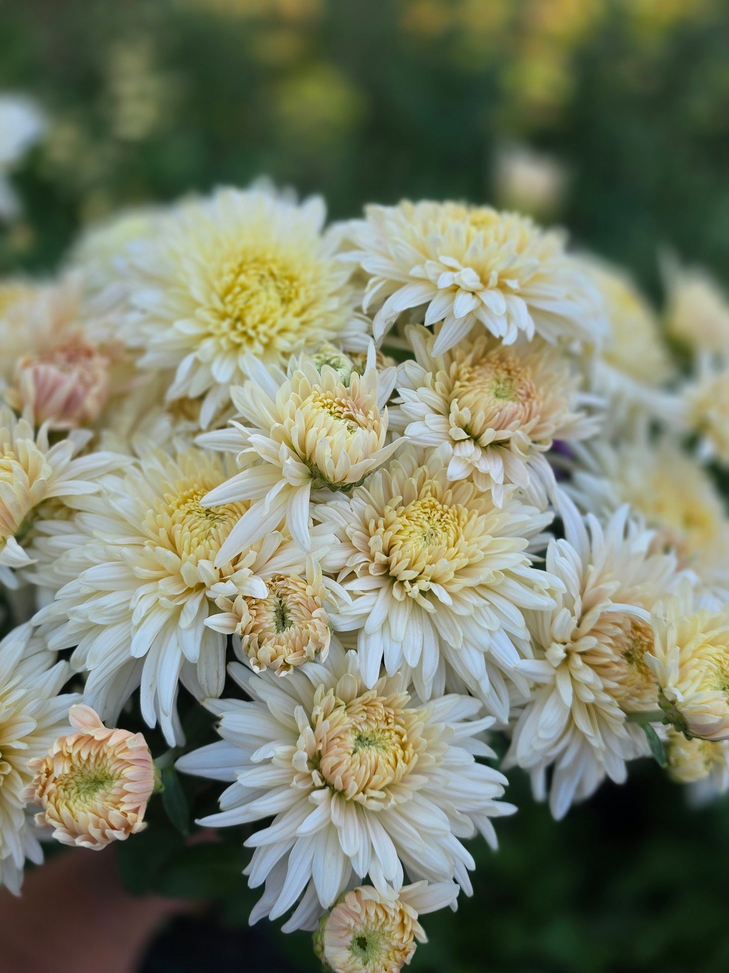 French Vanilla Chrysanthemum Plugs (3)