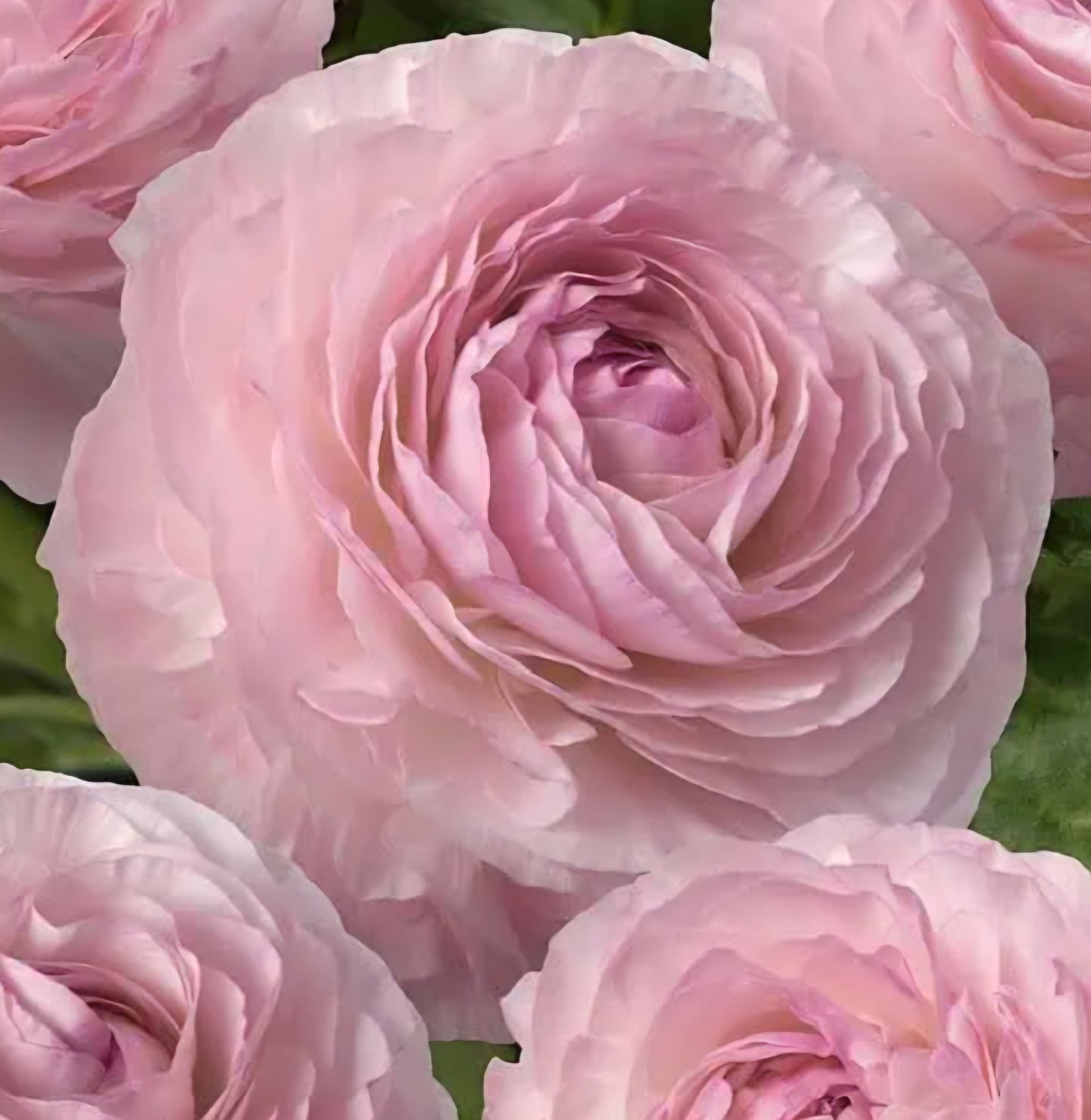 Romance Seine Ranunculus Corms