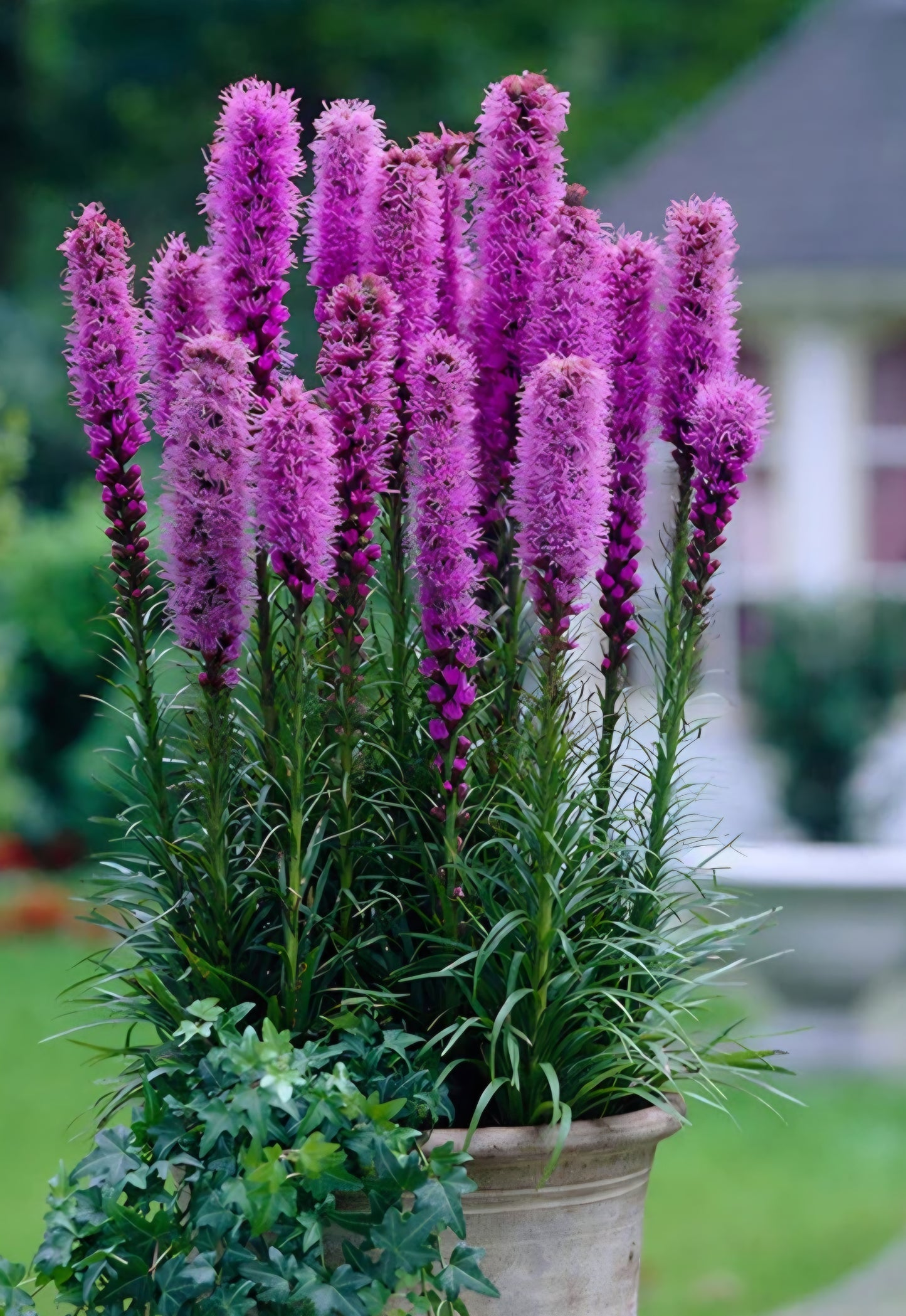 Liatris Spacita Blazing Star Bulbs (10)