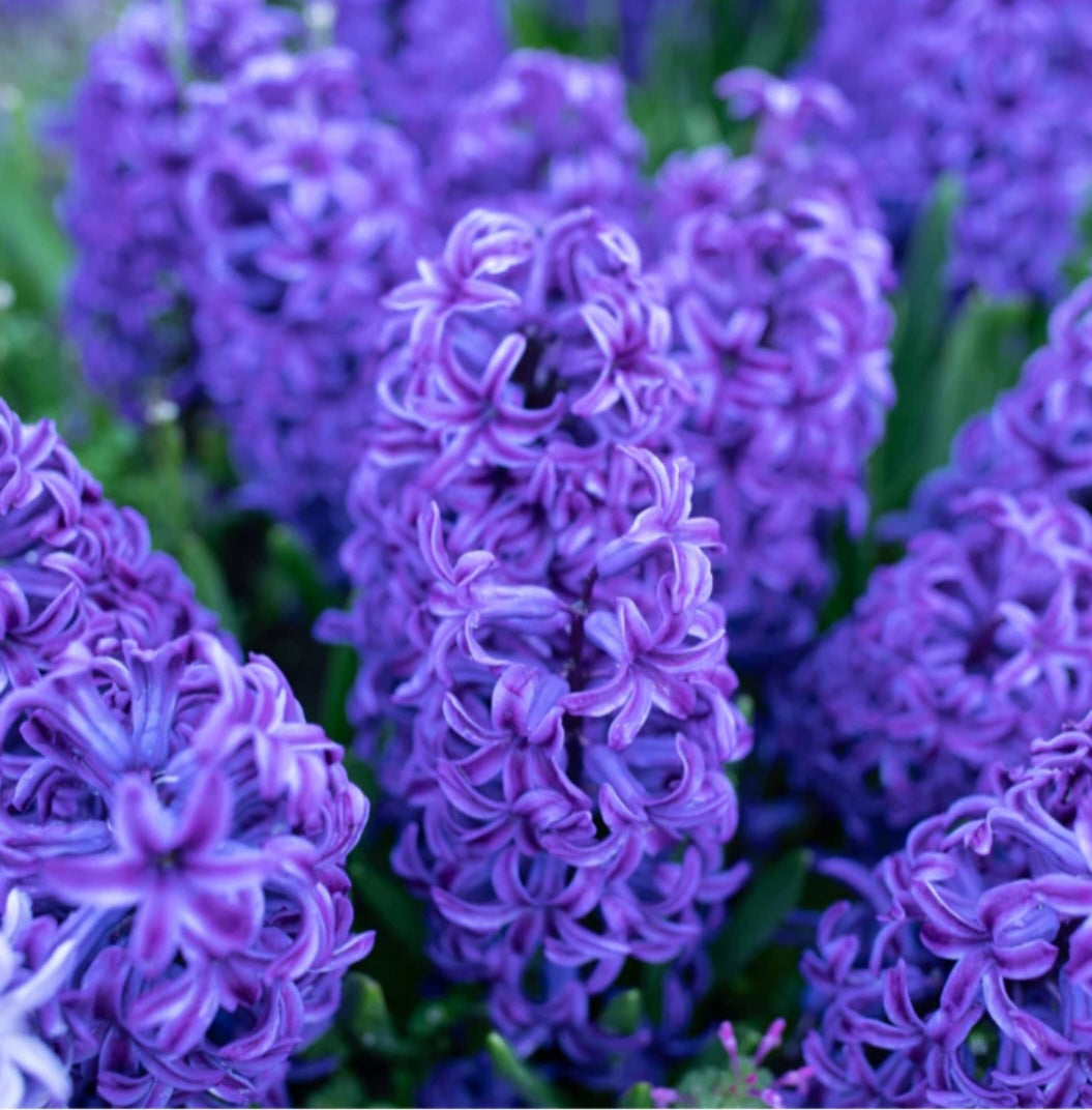 Hyacinth Blue Star Bulbs