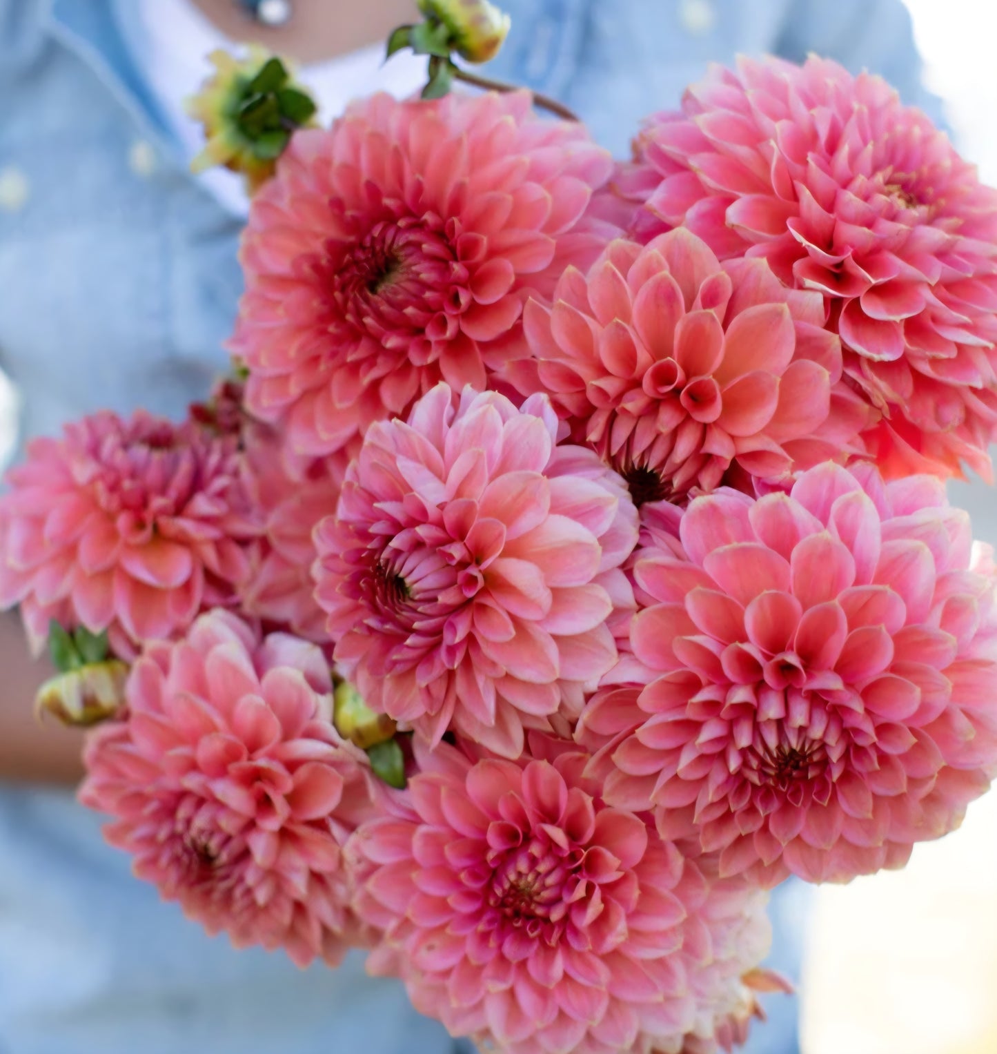 Askwith Minnie Dahlia Cutting