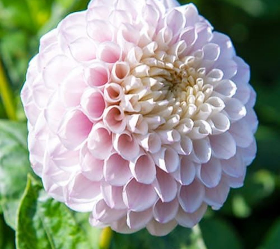 Pink Silk Dahlia Cutting