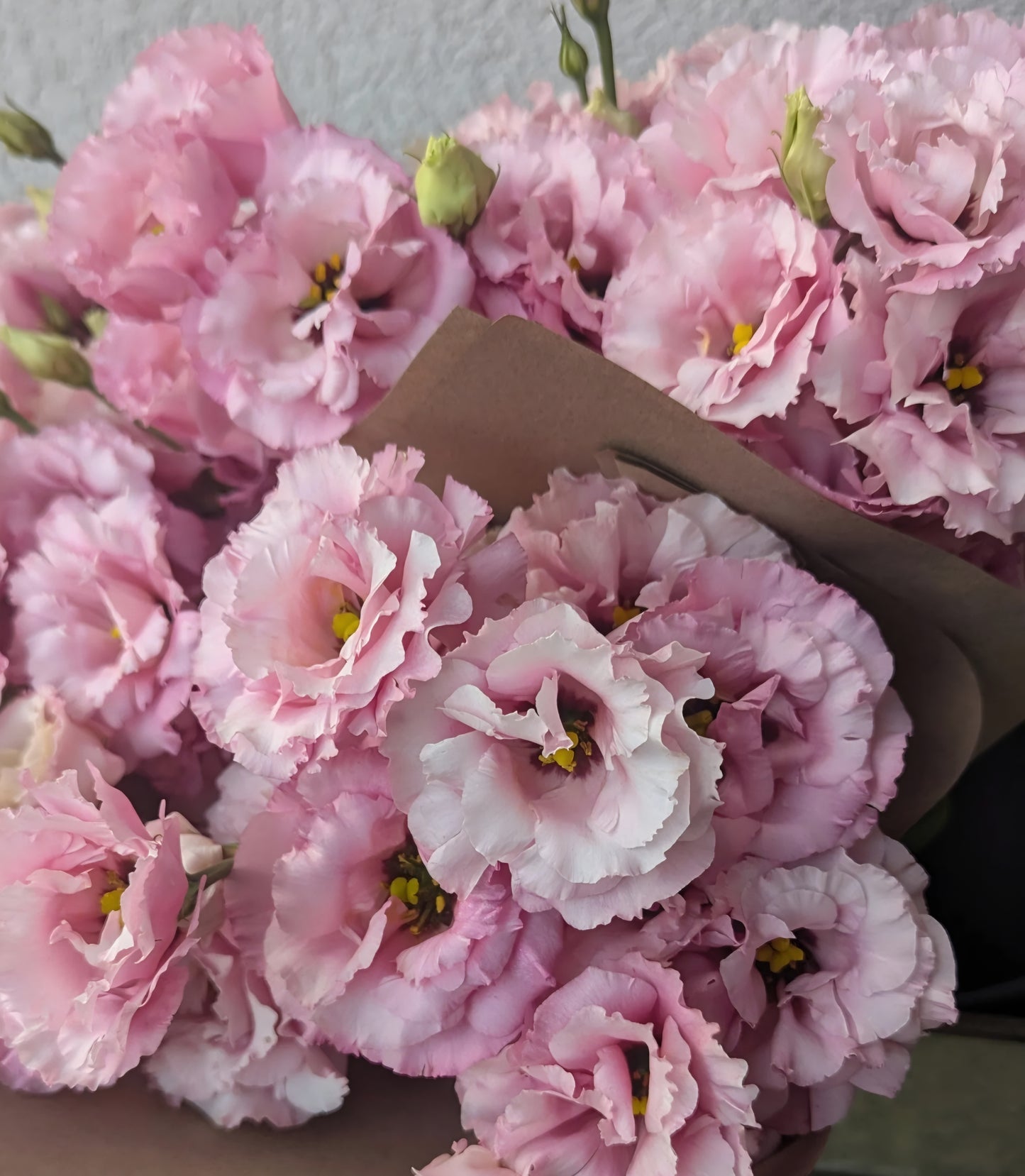 Lisianthus Corelli III Rose Plugs