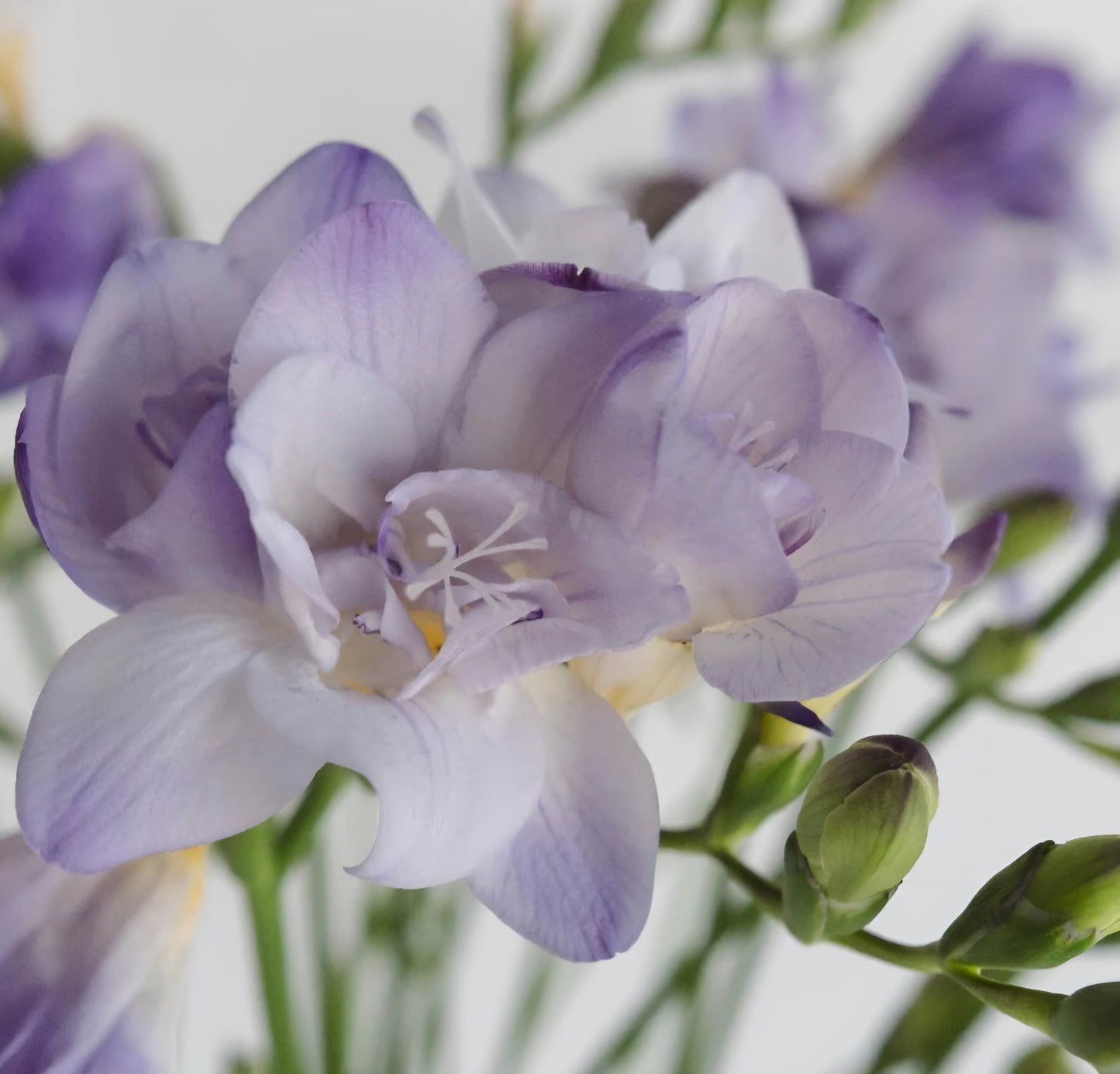 Freesia Double Biscaya Bulbs (10)