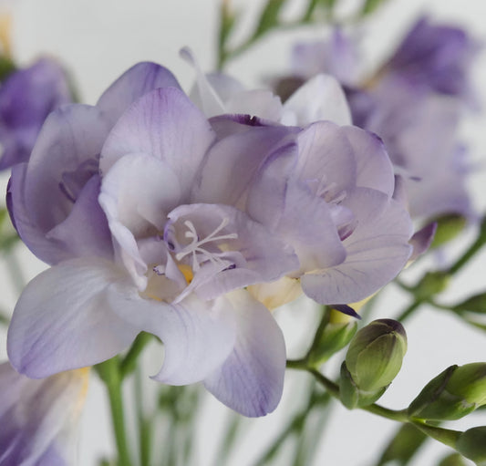 Freesia Double Biscaya Bulbs (10)