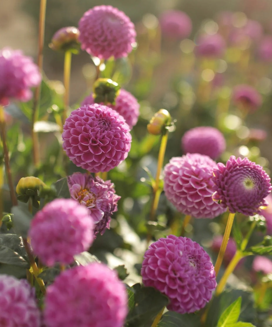 Blooming Patches Farm Dahlia Franz Kafka - Thumbnail 2