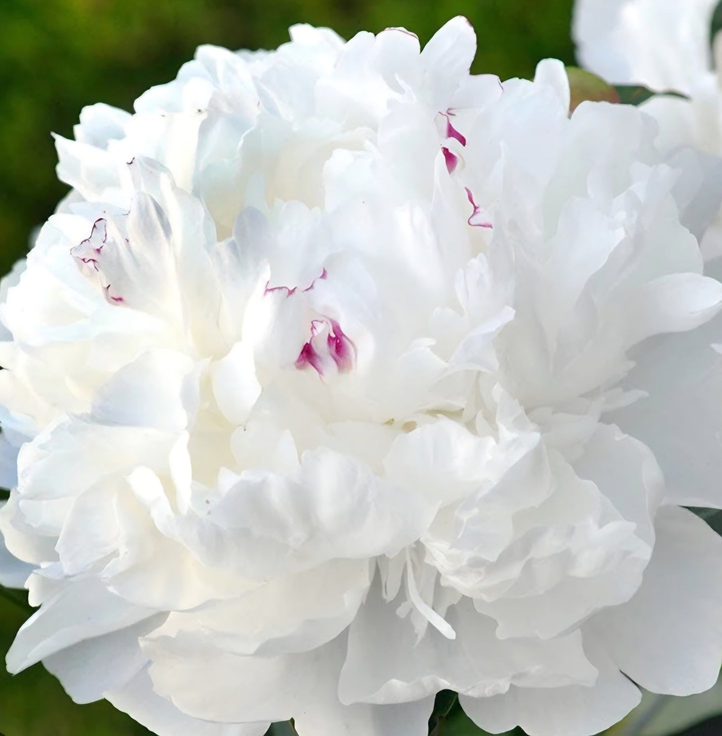 Festiva Maxima Peony Root