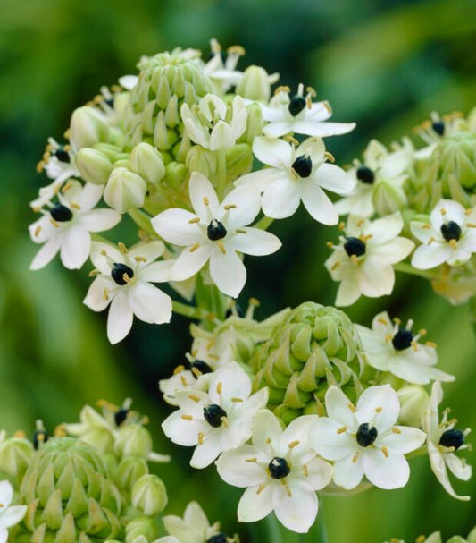 Arabian Starflower Ornithogalum 'Arabicum' Allium Bulbs