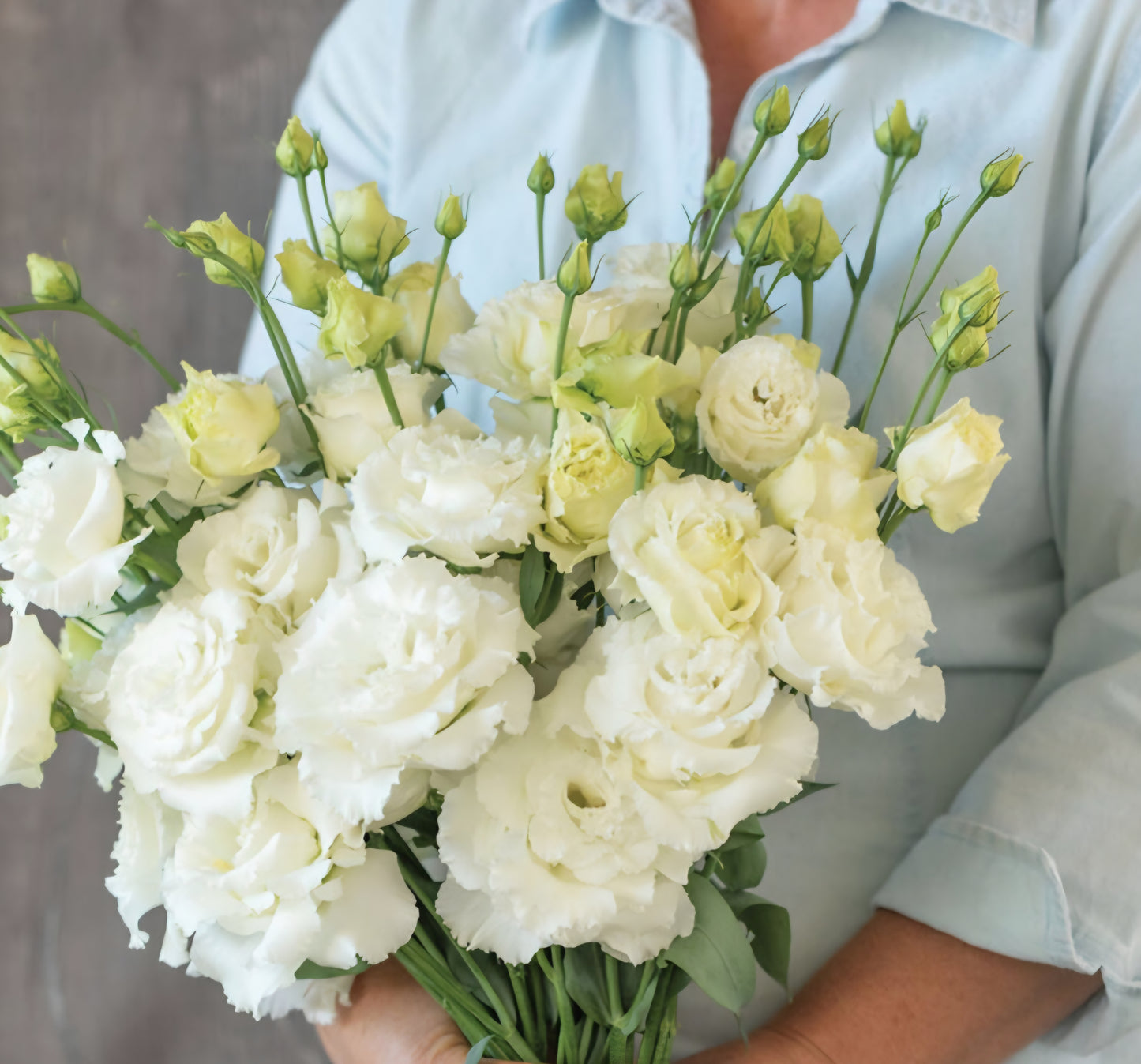 Lisianthus Voyage Pure White Plugs