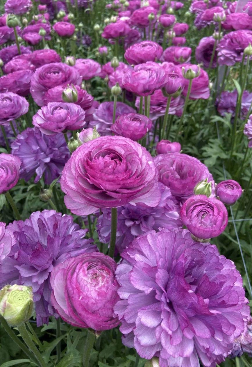 Romance Loubeyres Ranunculus Corms