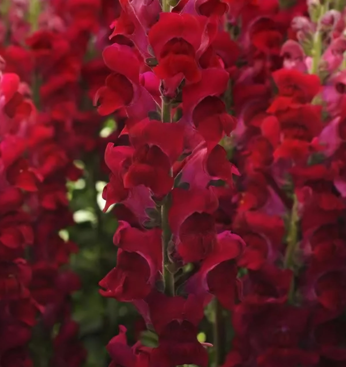 Potomac Crimson Red Snapdragon Plugs