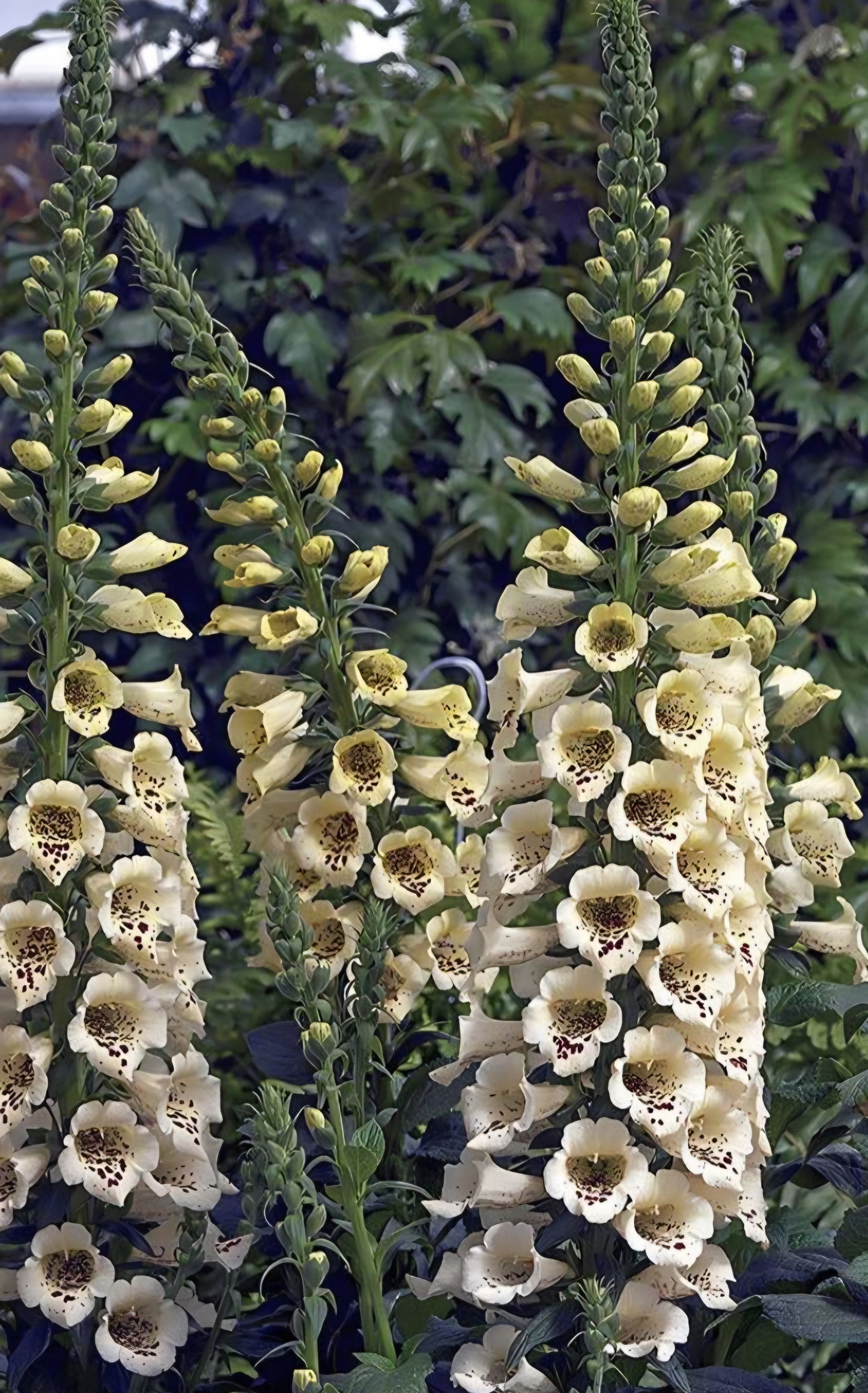 Foxglove Digitalis Camelot Creme Plugs