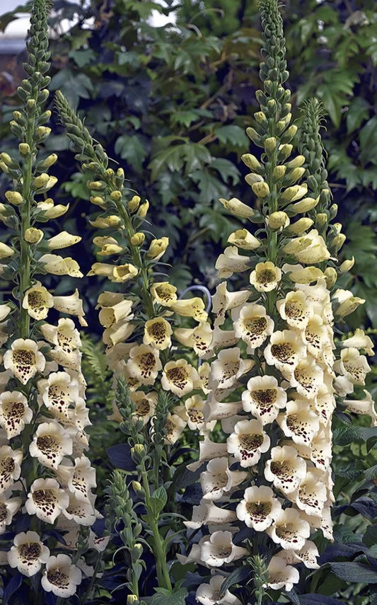Foxglove Digitalis Camelot Creme Plugs