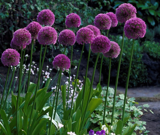 Allium Lucy Ball