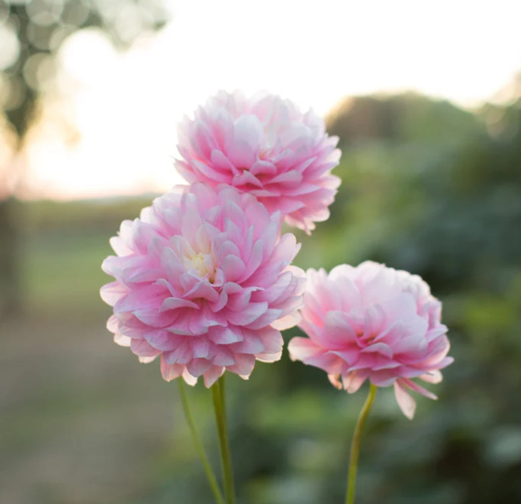 Chilson's Pride Dahlia
