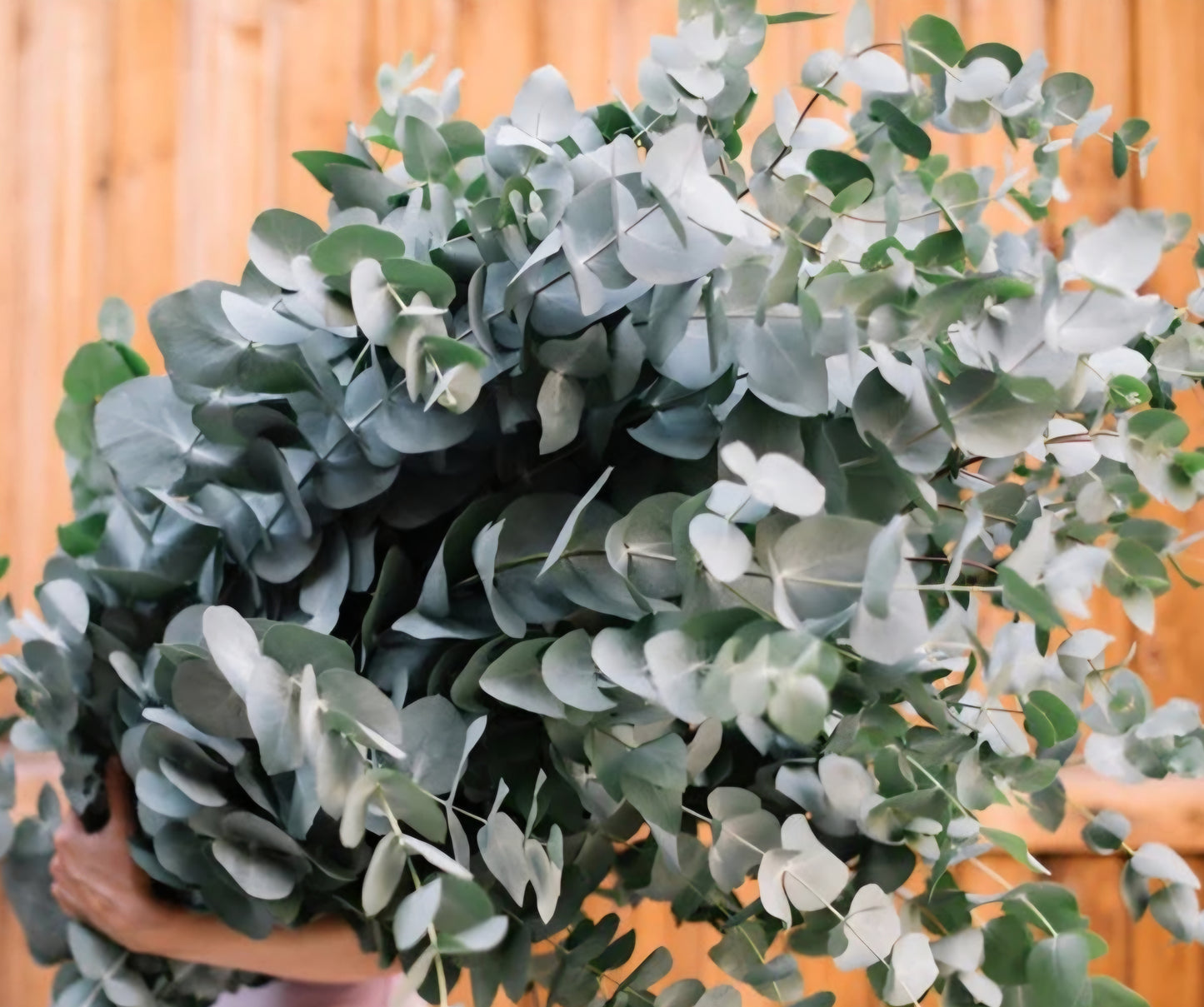 Eucalyptus Silver Dollar Plugs