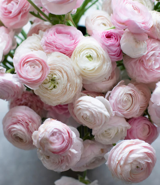Chamallow Amadine Ranunculus Corms