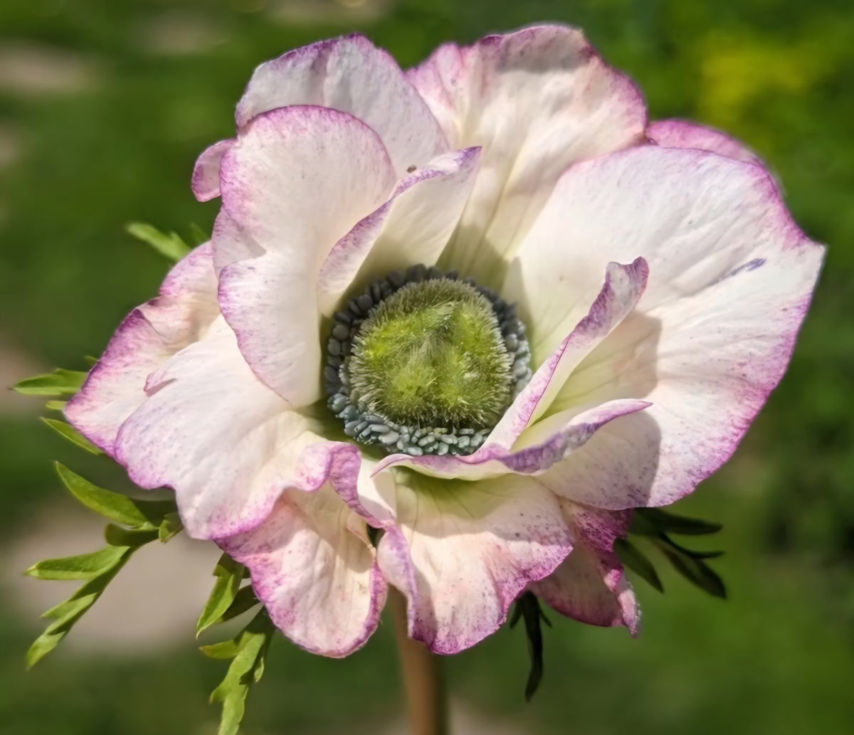 Anemone Italian 'Mistral Edge' (10)