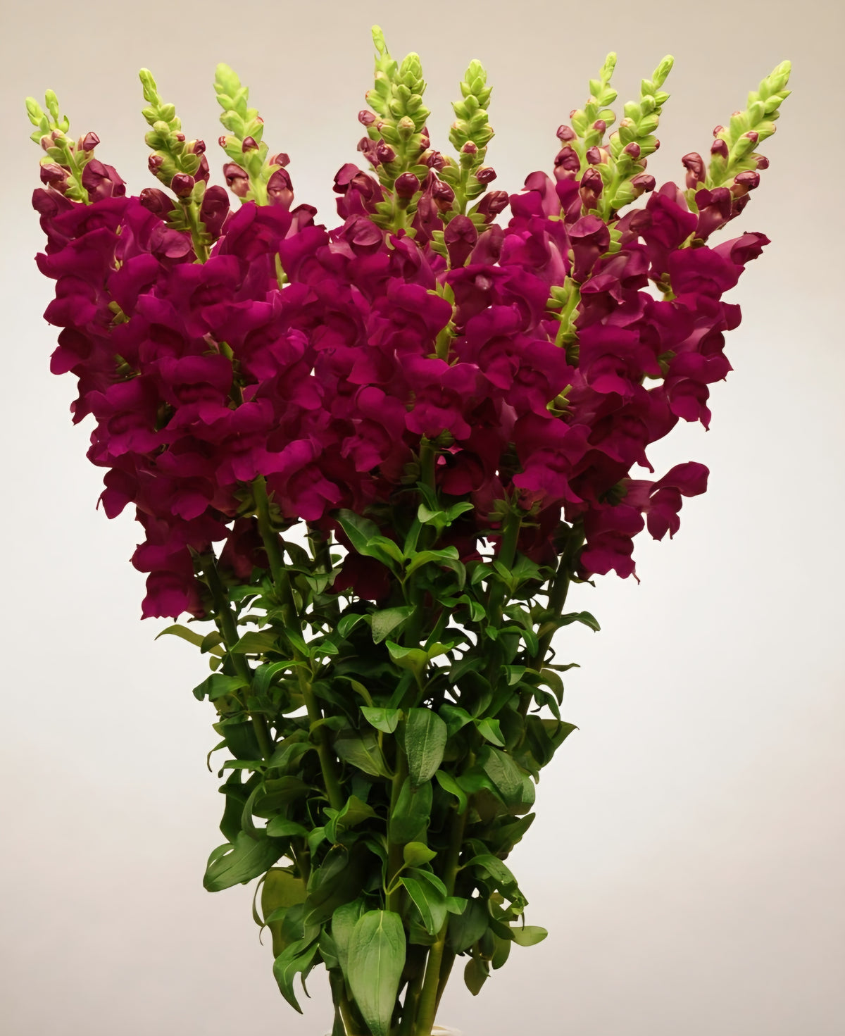 Potomac Crimson Red Snapdragon Plugs