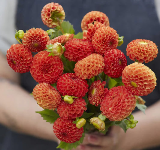 Bantling Dahlia Cutting