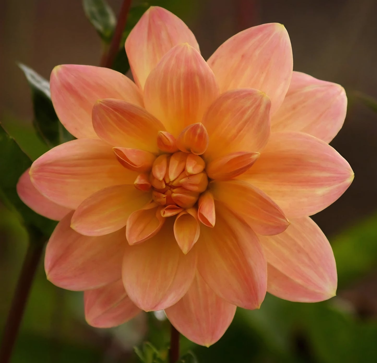 Mister Frans Dahlia Tuber