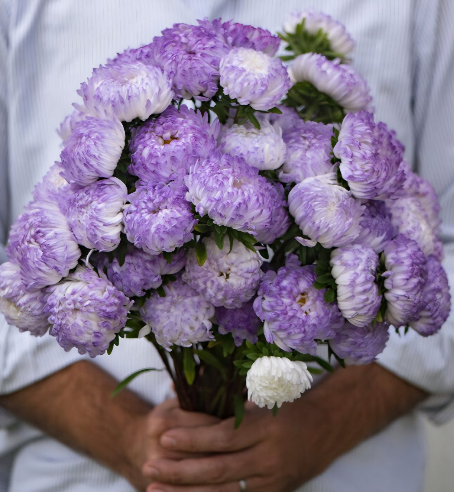 King Aster Tower Silver Plugs