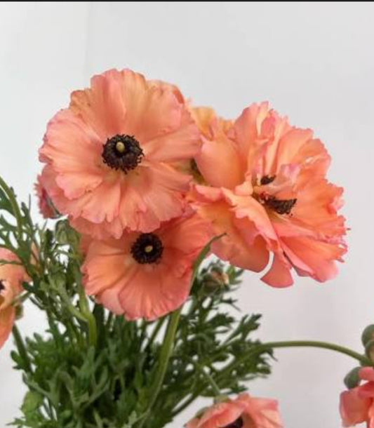 Tecolote Salmon Ranunculus Corms