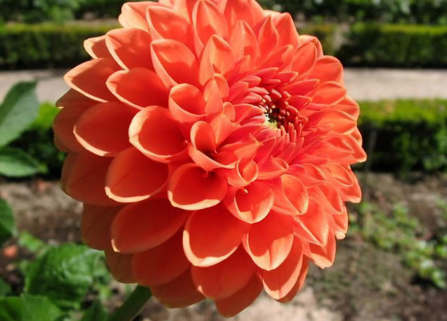 Bantling Dahlia Cutting