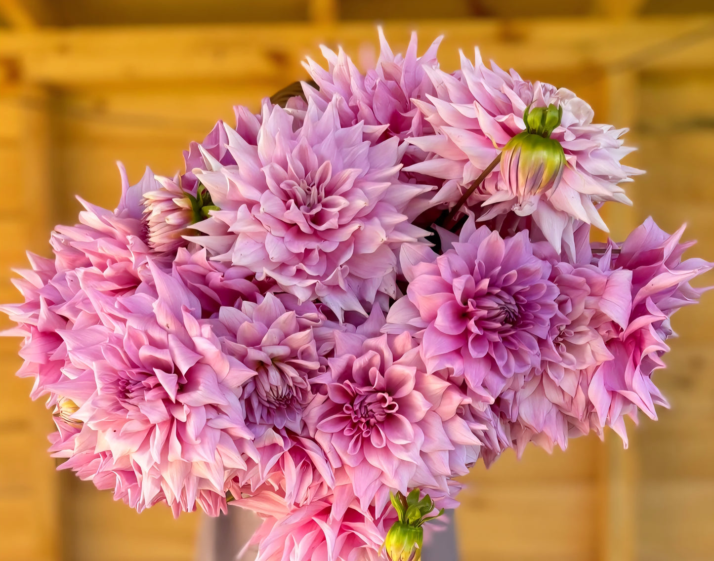 Almand's Joy Dahlia